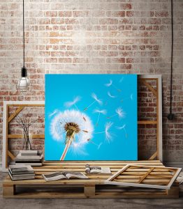 Karahindiba Kanvas Tablo