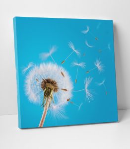 Karahindiba Kanvas Tablo - Görsel 2