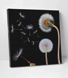 Karahindiba Kanvas Tablo - Görsel 2